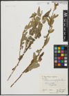 Foto von Salix acmophylla Boiss.